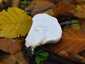 Bimbós pöfeteg (Lycoperdon perlatum), Pilis